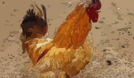 周公鸡爆料视频大全集,揭秘娱乐圈幕后真相