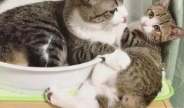 生猫视频在线观看,生猫视频在线观看，感受小生命的第一步